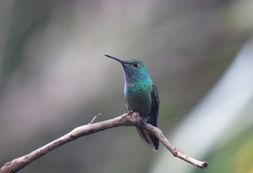 Veriscolored Emerald @ Erik Bruhnke